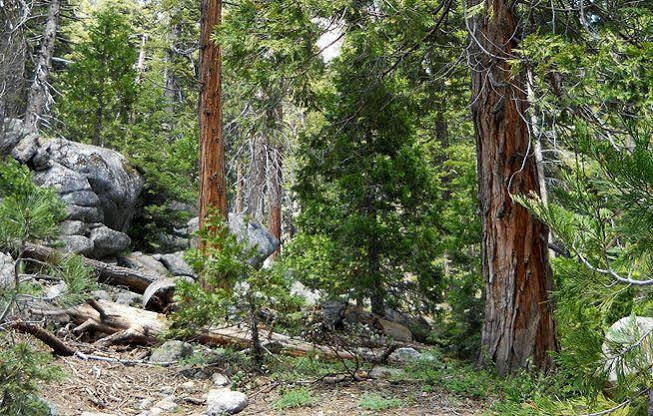 Stony Creek Lodge Sequoia National Park Exteriér fotografie