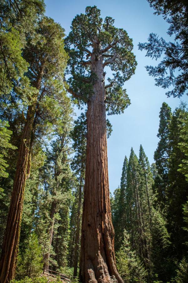 Stony Creek Lodge Sequoia National Park Exteriér fotografie